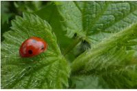 Coccinella septempunctata