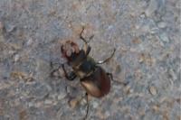 Lucanus cervus