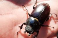 Lucanus cervus