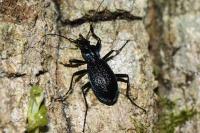 Carabus intricatus