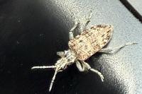 Rhagium inquisitor