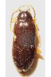Mycetochara maura