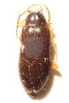 Mycetochara maura