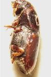 Scolytus multistriatus
