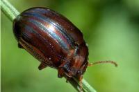 Chrysolina americana