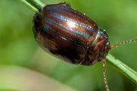 Chrysolina americana