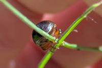 Chrysolina americana