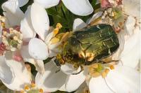 Cetonia aurata