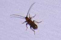 Phymatodes testaceus