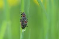 Cantharis rustica