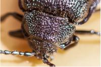 Galeruca tanaceti