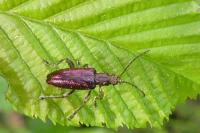 Plateumaris