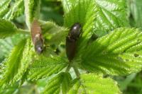Athous haemorrhoidalis