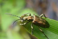 Plateumaris