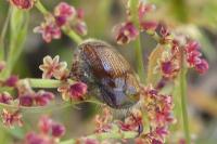 Phyllopertha horticola