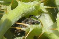 Larinus turbinatus