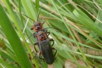 Cantharis rustica