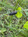 Dorcus parallelipipedus
