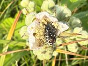 Oxythyrea funesta