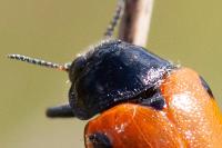 Clytra quadripunctata