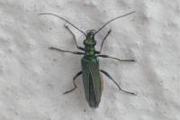 Oedemera nobilis