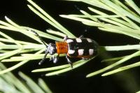 Crioceris asparagi