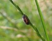 Harmonia axyridis