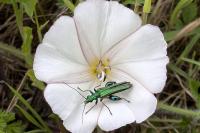 Oedemera nobilis