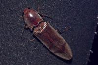 Stenagostus rhombeus