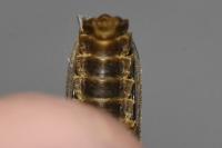 Lampyris noctiluca