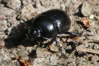 Anoplotrupes stercorosus
