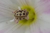 Tytthaspis sedecimpunctata