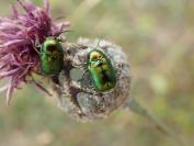 Cryptocephalus