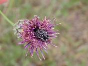 Oxythyrea funesta