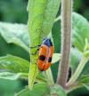 Clytra laeviuscula