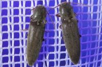 Synaptus filiformis