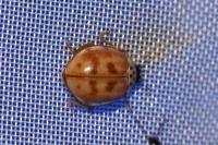Harmonia quadripunctata
