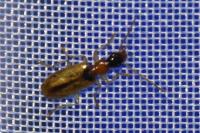 Demetrias atricapillus