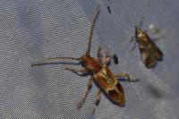 Trichoferus pallidus