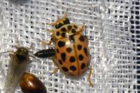 Anisosticta novemdecimpunctata