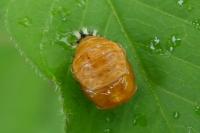 Harmonia axyridis