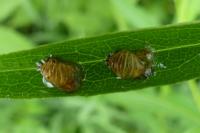 Harmonia axyridis