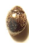 Lamprobyrrhulus nitidus