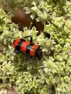 Trichodes apiarius