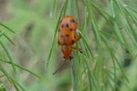 Crioceris duodecimpunctata
