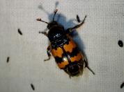 Nicrophorus vespillo