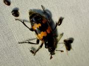 Nicrophorus vespillo
