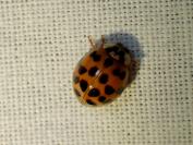 Harmonia axyridis