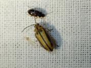 Xanthogaleruca luteola