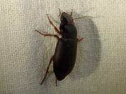 Pseudoophonus rufipes